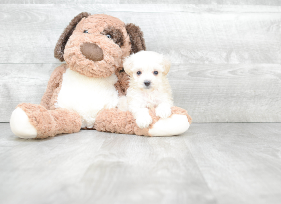 Sweet Maltipoo Baby