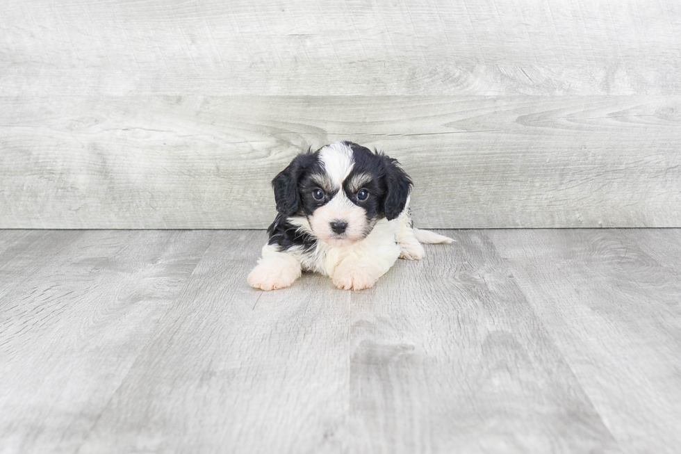 Cavachon Pup Being Cute