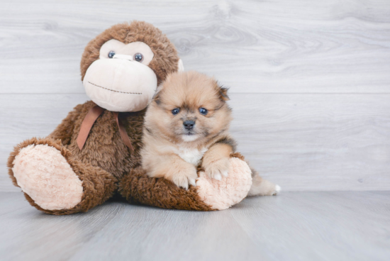 Friendly Pomeranian Baby