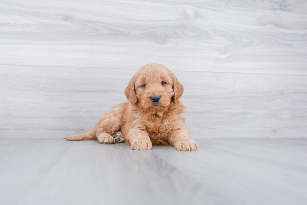 Best Mini Goldendoodle Baby