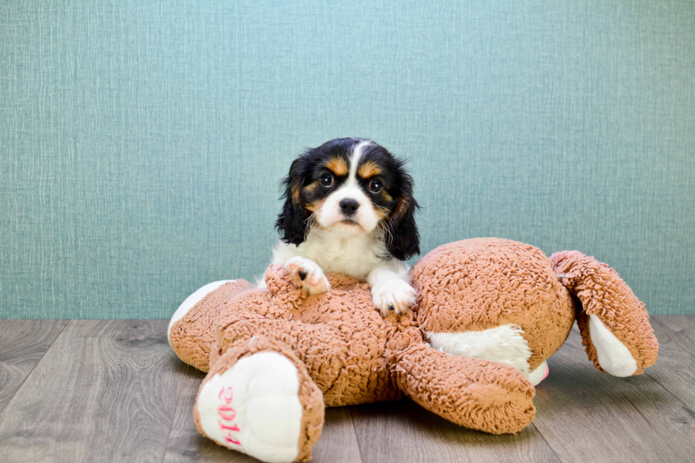 Happy Cavalier King Charles Spaniel Purebred Puppy