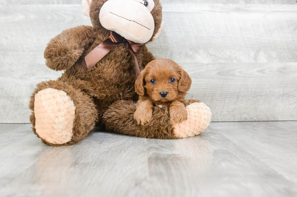 Cavapoo Puppy for Adoption