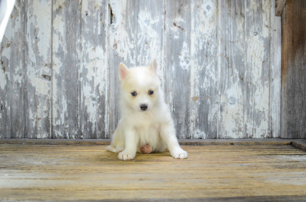 Pomsky Pup Being Cute