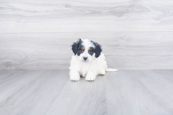 Friendly Mini Bernedoodle Baby