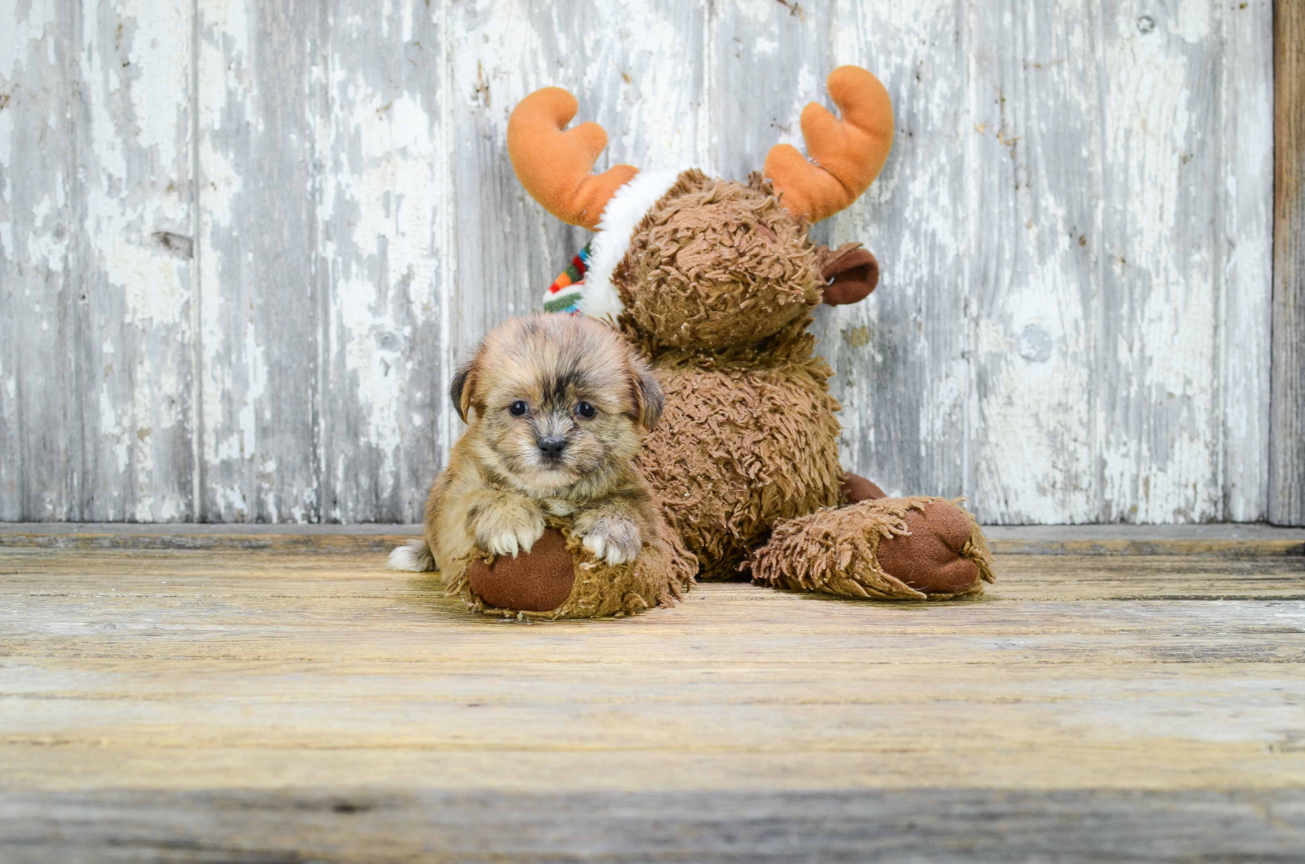 Hypoallergenic Shorkie Designer Puppy
