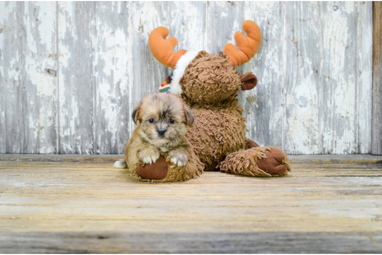 Hypoallergenic Shorkie Designer Puppy