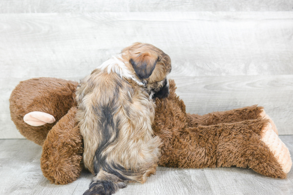 Havanese Pup Being Cute