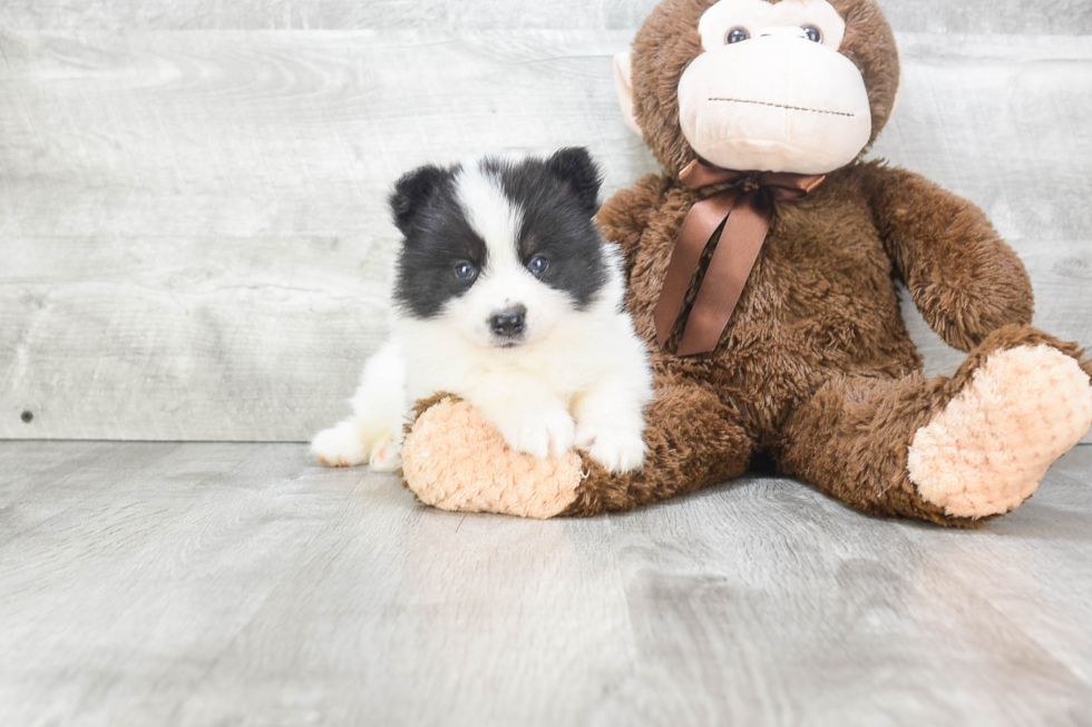 Pomsky Puppy for Adoption