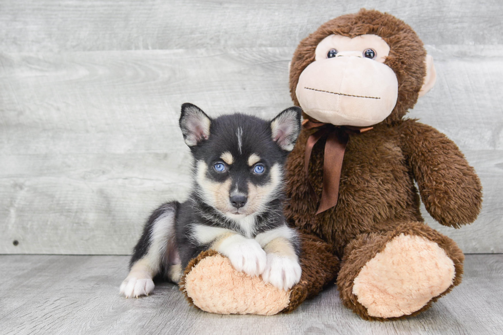 Popular Pomsky Designer Pup