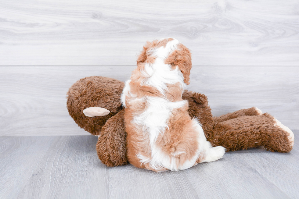 Friendly Cavalier King Charles Spaniel Baby