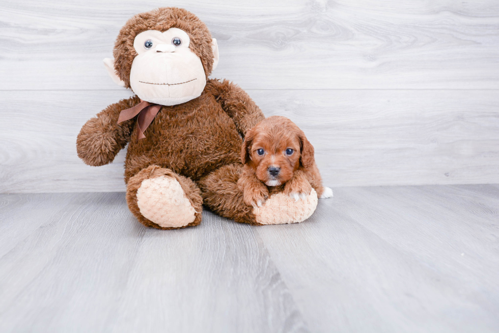 Adorable Cavoodle Poodle Mix Puppy