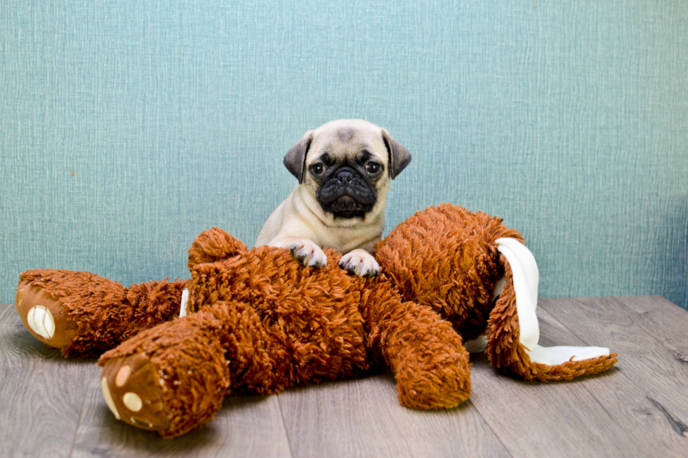 Adorable Pug Purebred Puppy