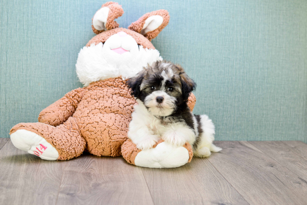 Akc Registered Havanese Baby