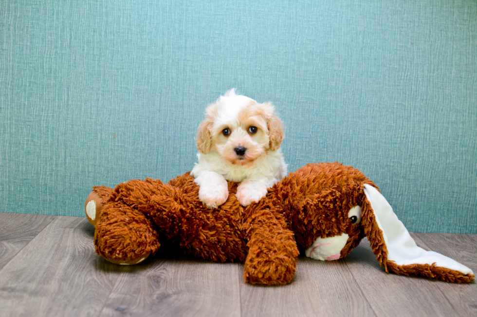 Energetic Cavalier Designer Puppy