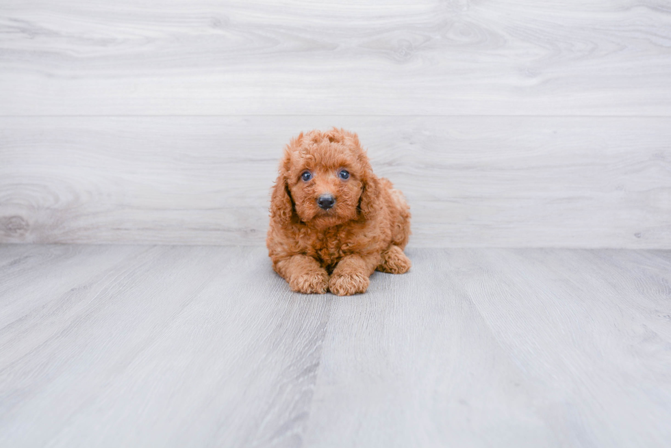 Best Mini Goldendoodle Baby