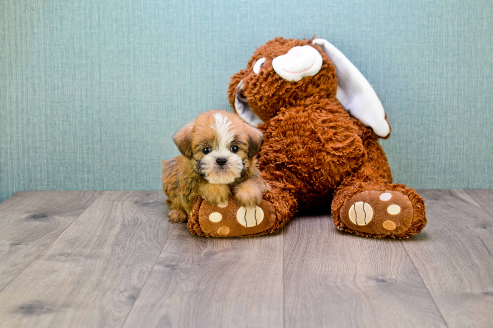 Brussels Griffon Pup Being Cute