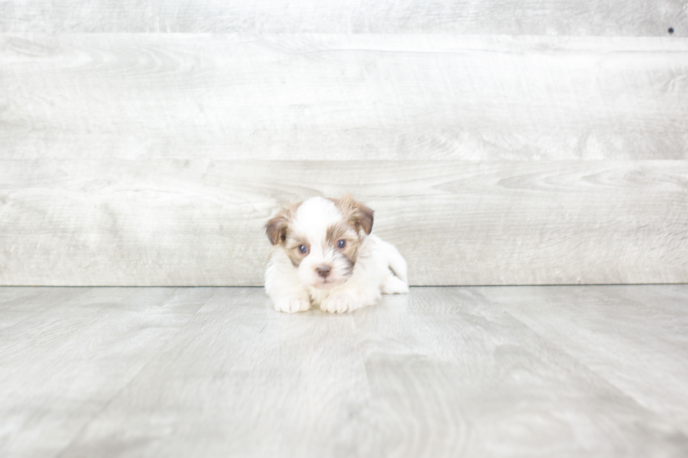 Havanese Puppy for Adoption