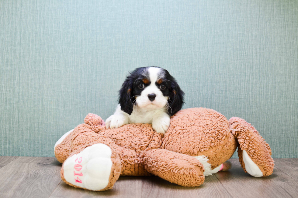 Little Cavalier King Charles Spaniel Baby