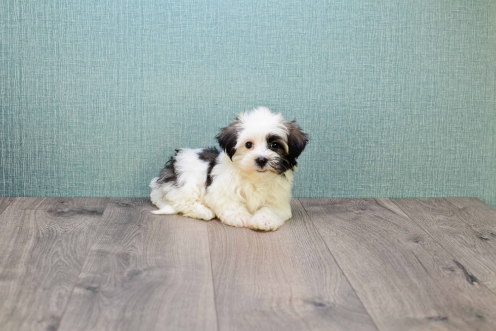 Fluffy Havanese Purebred Puppy