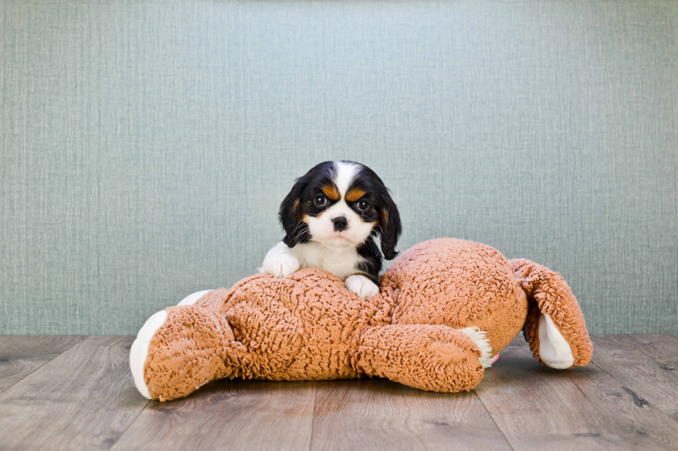 Best Cavalier King Charles Spaniel Baby