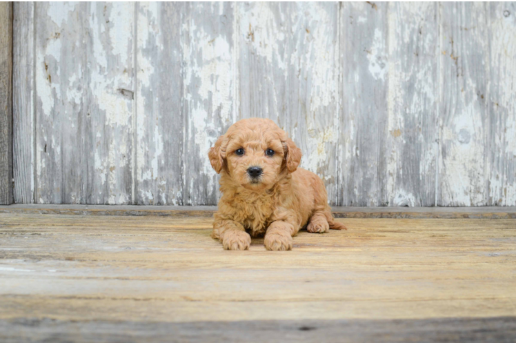 Cute Mini Goldendoodle Baby