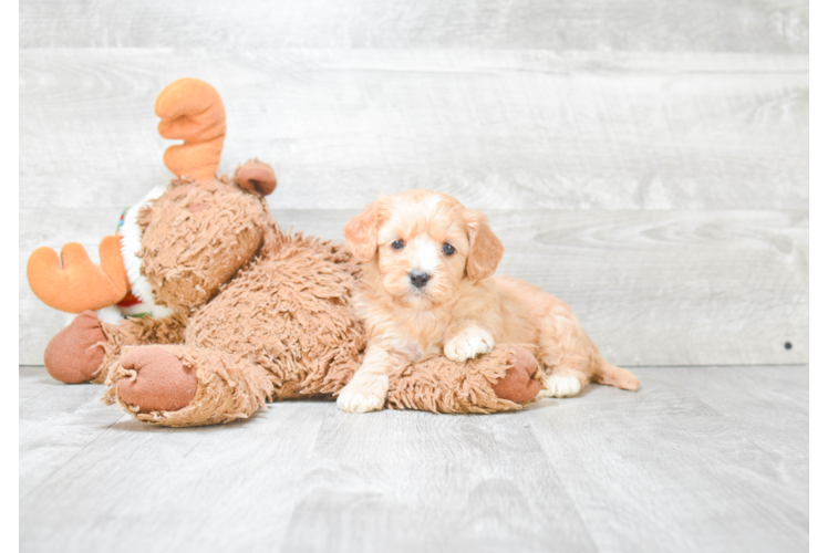 Cavapoo Puppy for Adoption