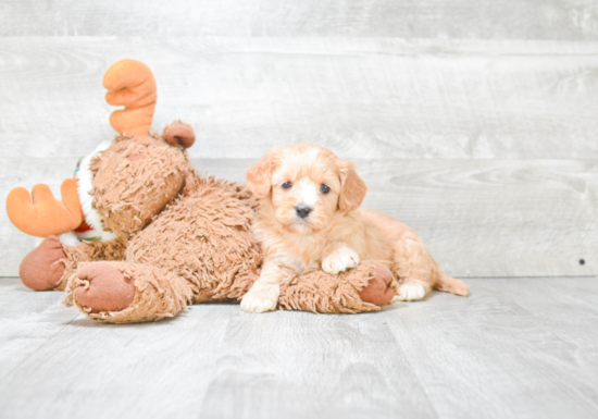 Cavapoo Puppy for Adoption