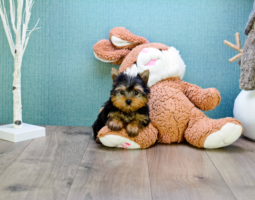 Meet Micro-Teacup-Alexandria - our Yorkshire Terrier Puppy Photo 