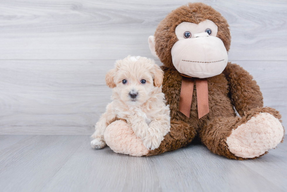 Popular Maltipoo Poodle Mix Pup