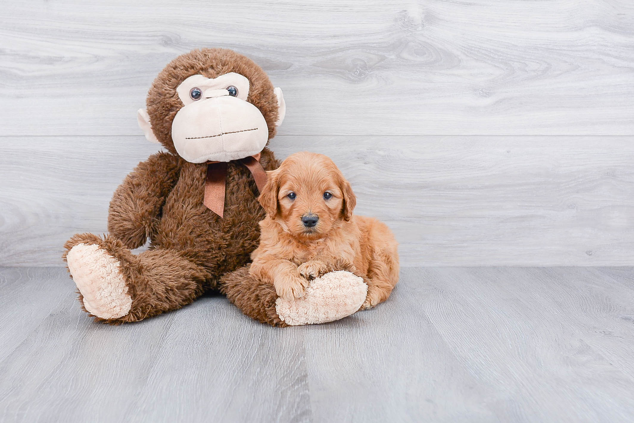 Happy Mini Goldendoodle Baby