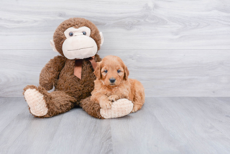Happy Mini Goldendoodle Baby