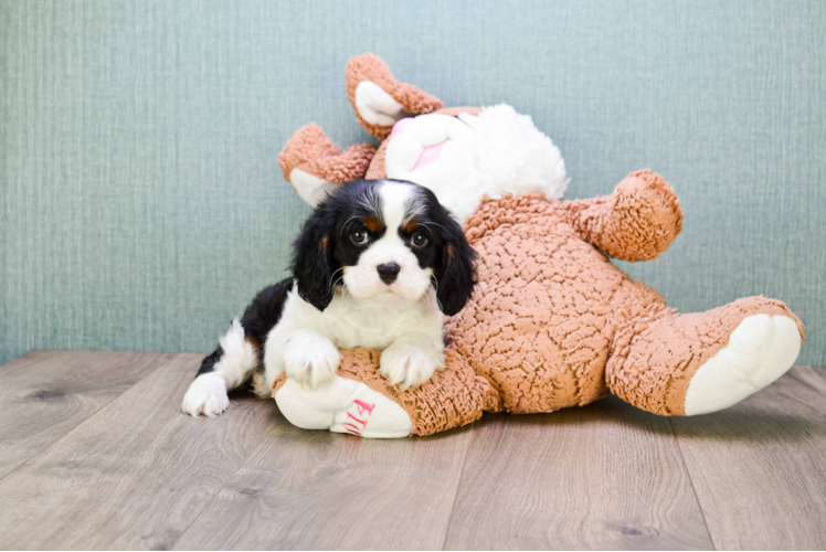 Small Cavalier King Charles Spaniel Baby