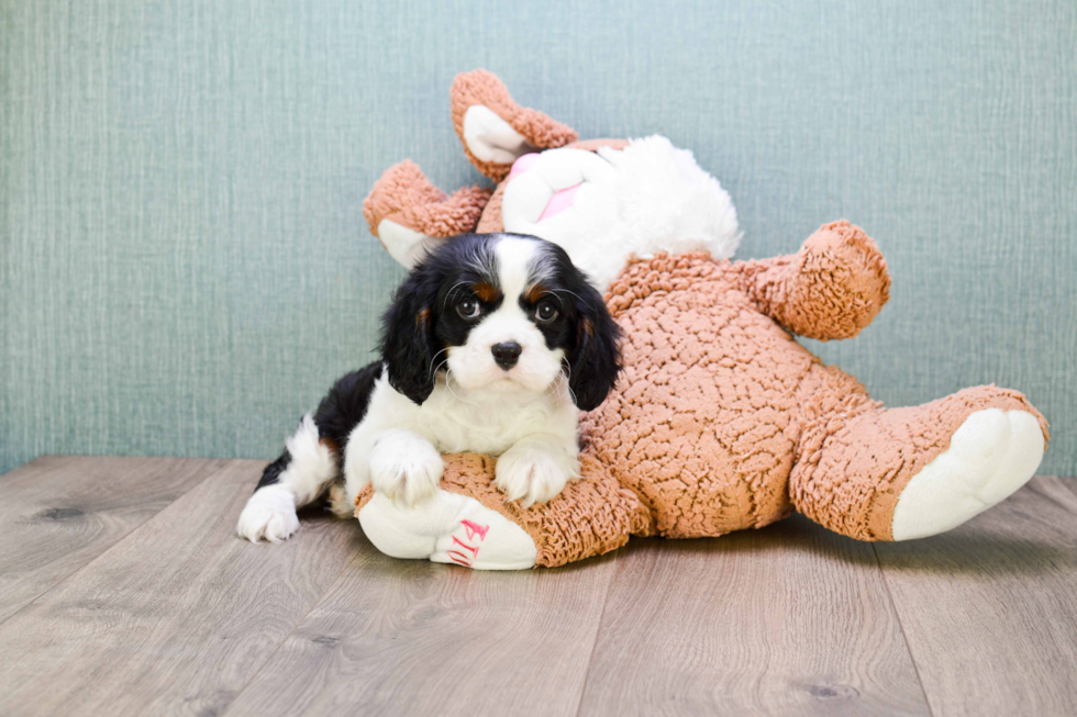 Small Cavalier King Charles Spaniel Baby