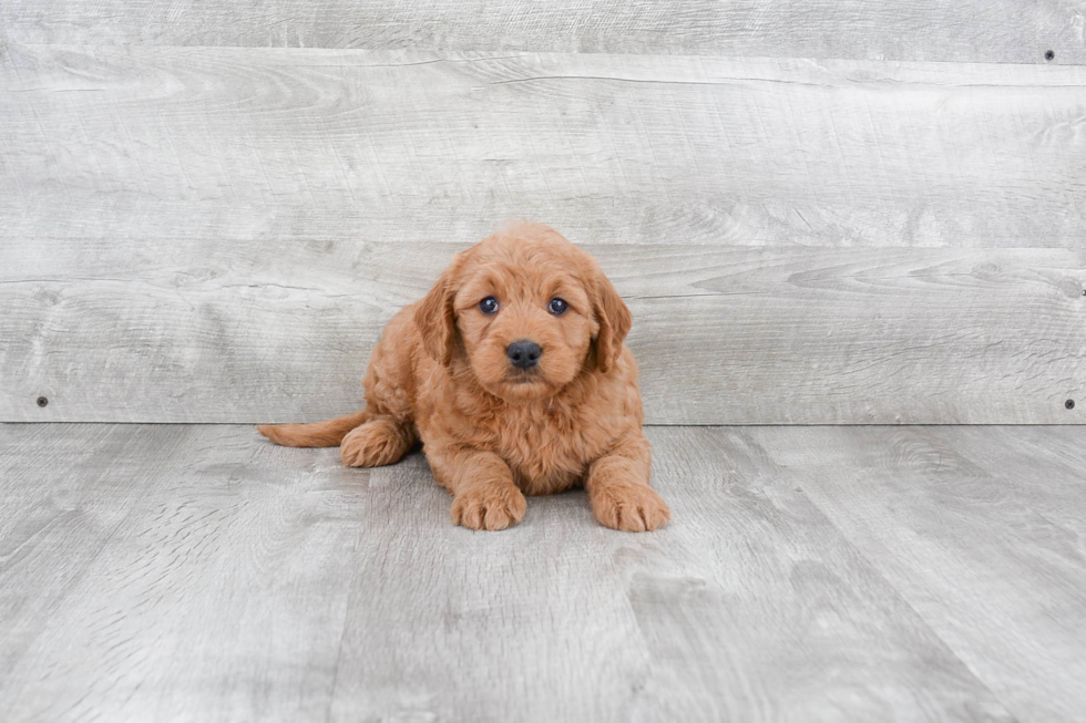 Mini Goldendoodle Pup Being Cute