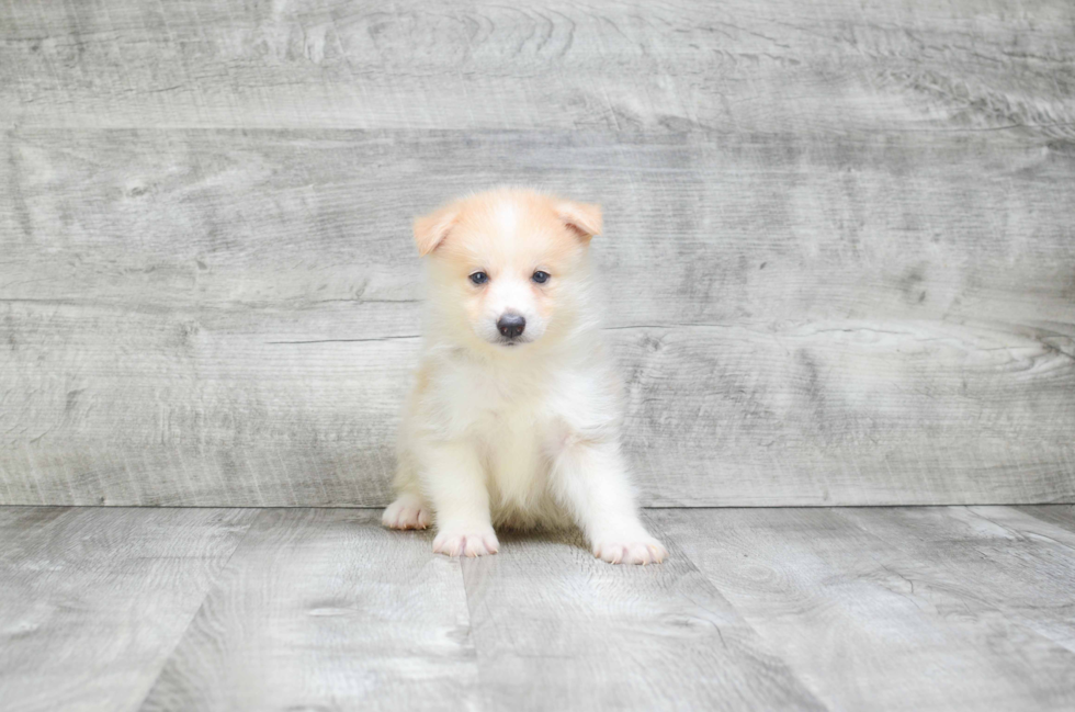 Cute Pomsky Baby