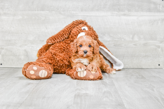 Cavapoo Pup Being Cute