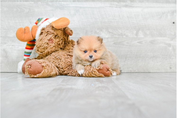 Pomeranian Pup Being Cute