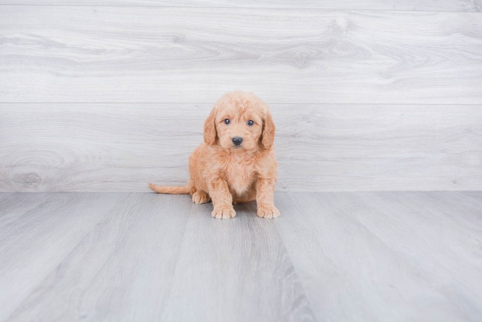 Mini Goldendoodle Puppy for Adoption