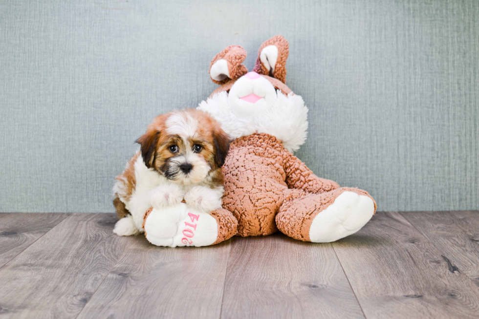 Fluffy Teddy Bear Designer Pup