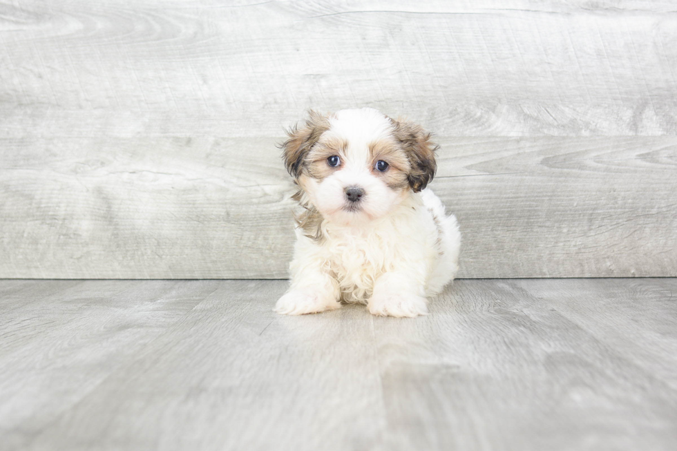 Adorable Shichon Designer Puppy