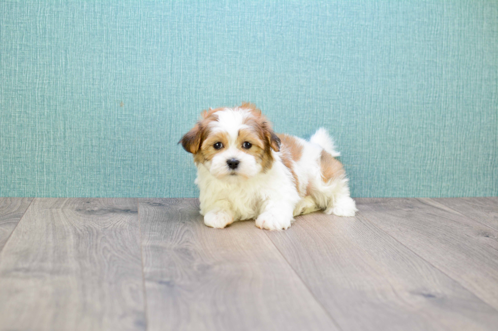 Teddy Bear Pup Being Cute