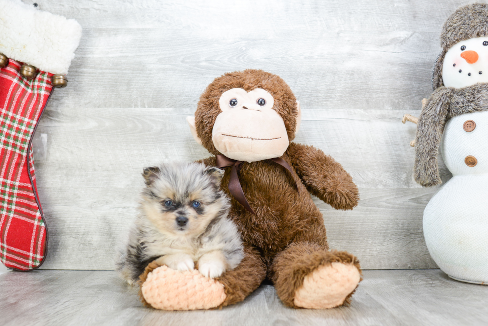 Happy Pomeranian Purebred Puppy