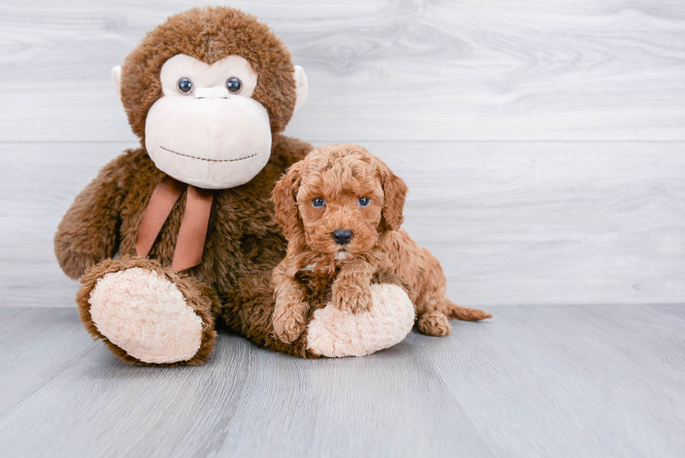 Best Mini Goldendoodle Baby