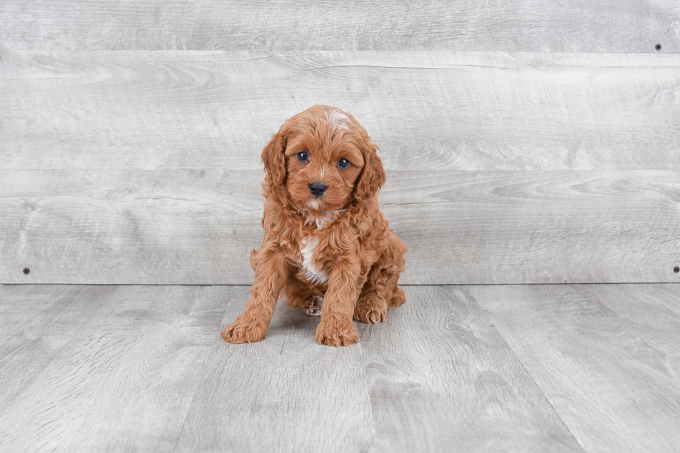 Cavapoo Pup Being Cute