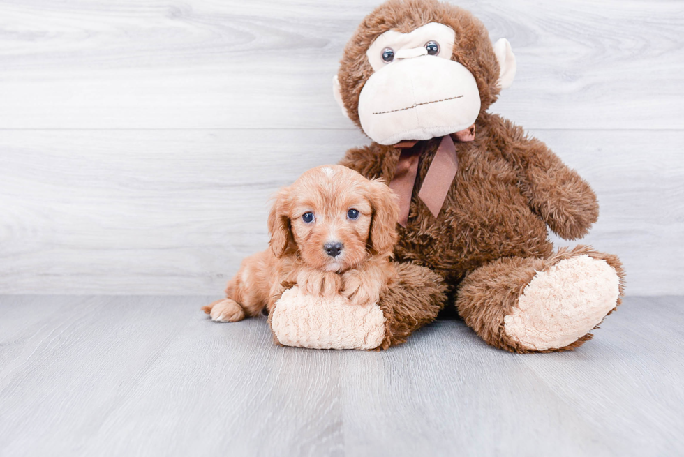 Cavapoo Pup Being Cute