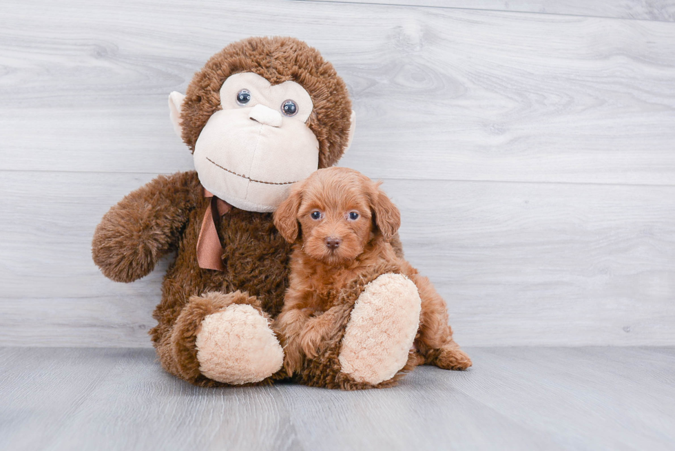 Mini Labradoodle Puppy for Adoption