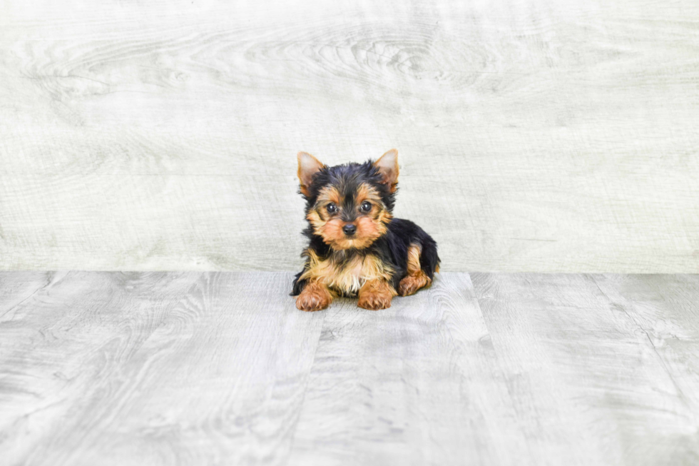 Meet Twinkle - our Yorkshire Terrier Puppy Photo 