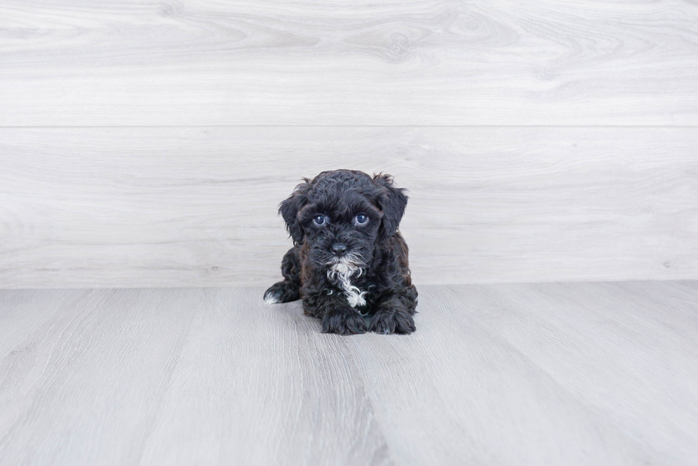 Happy Cavapoo Baby