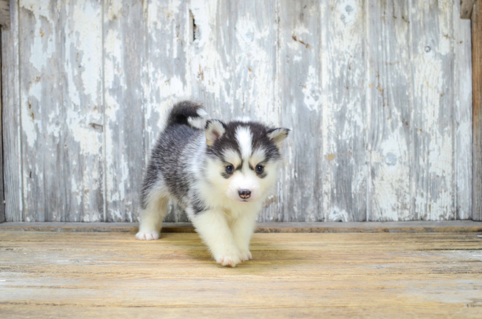 Best Pomsky Baby