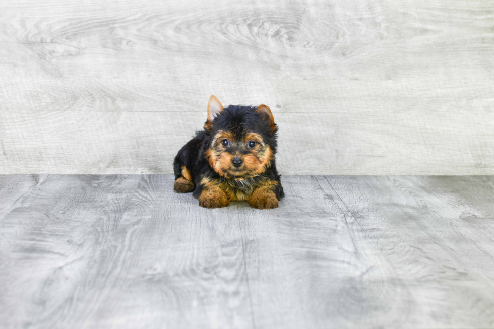 Meet Tinkerbell - our Yorkshire Terrier Puppy Photo 